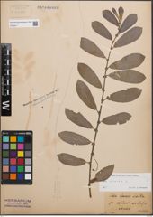 Foto von Salix cinerea L.